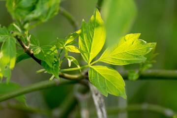 acer negundo leaves on a green nature background © Paulina