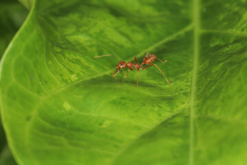 Close up Red ants live on green leaves