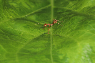 Close up Red ants live on green leaves