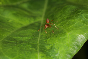 Close up Red ants live on green leaves