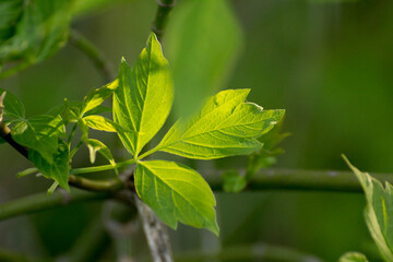 acer negundo leaves on the background of branches © Paulina