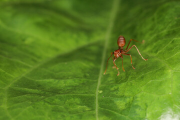 Close up Red ants live on green leaves