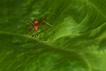 Close up Red ants live on green leaves