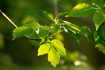 acer negundo leaves on a green nature background © Paulina