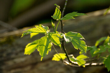 acer negundo leaves on the background of branches © Paulina