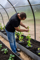 A man works in a greenhouse with vegetables, gardening and farming