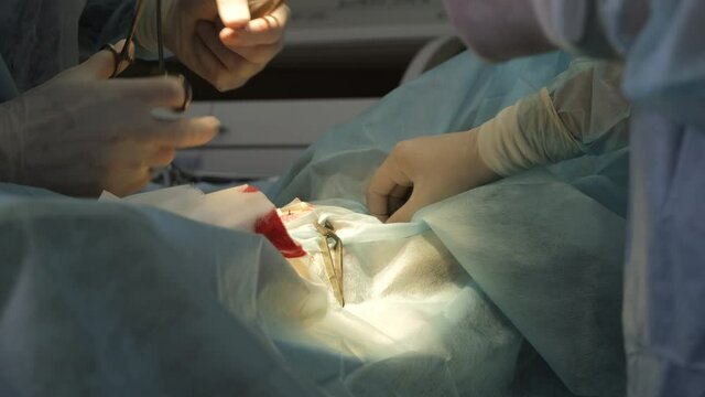 Veterinarian Surgeon Stitching Up a Wound after Surgery of a Dog in an Animal Hospital. Medical Treatment and Healthcare of Pet Concept