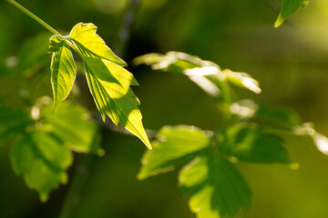 acer negundo leaves on a green nature background © Paulina
