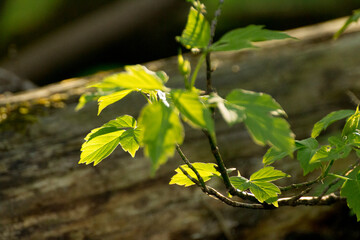 acer negundo leaves on the background of branches © Paulina
