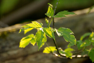 acer negundo leaves on the background of branches © Paulina