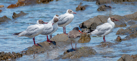 red billed stork in the water