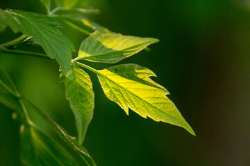acer negundo leaves on a green nature background © Paulina
