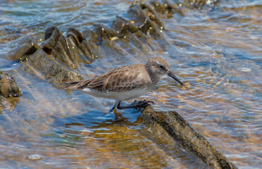 heron on the beach
