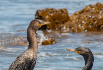 Phalacrocorax Carbos