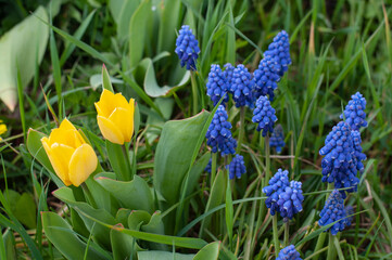 yellow tulips and blue grape hyacinths in a garden