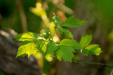 acer negundo on a background of green nature © Paulina