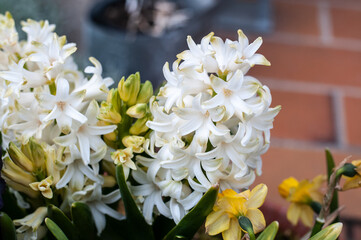 white blossoms of a hyacinth in springtime
