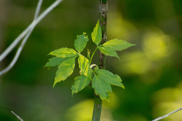 acer negundo on a background of green nature © Paulina