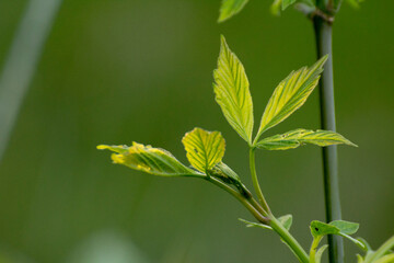 acer negundo on a background of green nature © Paulina