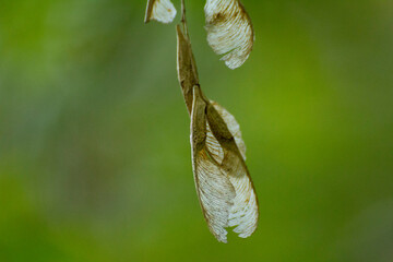 acer negundo seeds against the backdrop of green nature © Paulina
