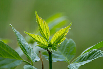 acer negundo on a background of green nature © Paulina