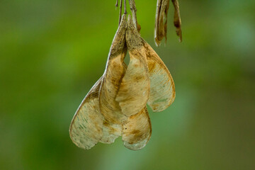 acer negundo seeds against the backdrop of green nature © Paulina