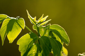 acer negundo on a background of green nature © Paulina