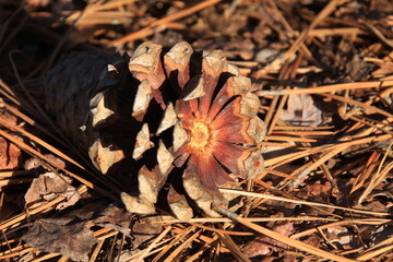 枯葉の上のまつぼっくり