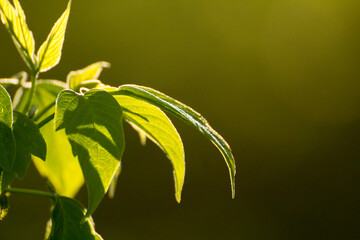 acer negundo on a background of green nature © Paulina