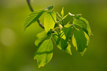 acer negundo on a background of green nature © Paulina