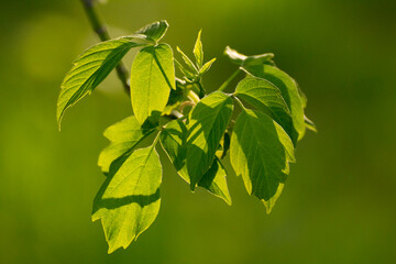 acer negundo on a background of green nature
