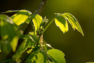acer negundo on a background of green nature © Paulina