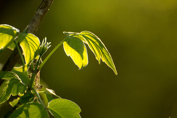 acer negundo on a background of green nature