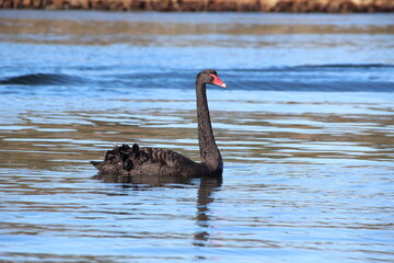 Obraz premium Black Swan (Cygnus atratus), Gippsland Lakes, Victoria, Australia.