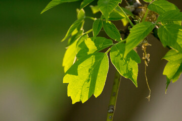 acer negundo on a background of green nature © Paulina