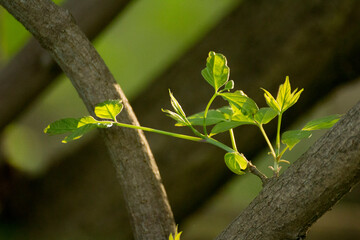 acer negundo leaves against the background of tree branches © Paulina