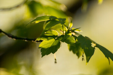 acer negundo on a background of green nature © Paulina
