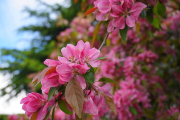 Malus Royalty Crabapple tree with flowers in the morning sun close up.  Apple blossom. Spring background.