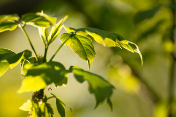 acer negundo on a background of green nature © Paulina