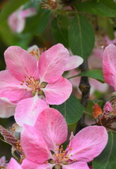 Malus Royalty Crabapple tree with flowers in the morning sun close up.  Apple blossom. Spring background.