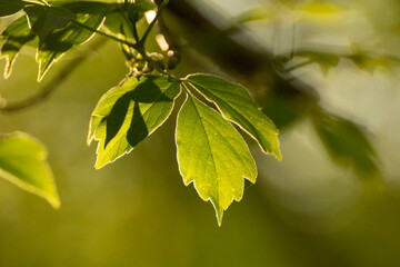 acer negundo on a background of green nature © Paulina