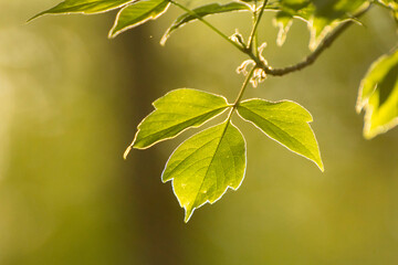 acer negundo on a background of green nature © Paulina