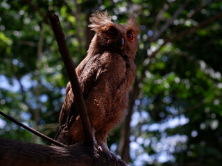 Young Philippine Scops Owl (Otus megalotis), perching on a branch. It is a common owl that is endemic to the Philippines, where they are usually found in forests or along forest edges. Long shots.
