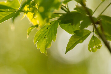 acer negundo on a background of green nature © Paulina