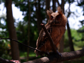 Young Philippine Scops Owl (Otus megalotis), perching on a branch. It is a common owl that is endemic to the Philippines, where they are usually found in forests or along forest edges. Long shots.