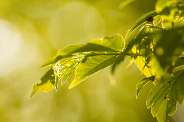 acer negundo on a background of green nature © Paulina