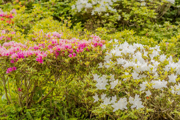 Bushes of azaleas blooming in wilderness park.
