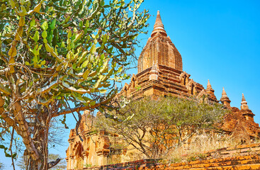 Sein Nyet Ama Temple behind the cactus tree, Bagan, Myanmar