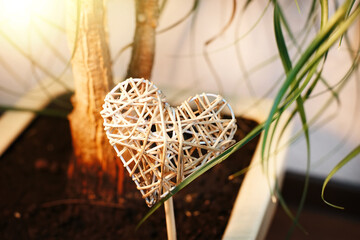 A wicker heart in a flower pot with a ficus tree. The concept of love for growing flowers and plants. Close-up of a houseplant.