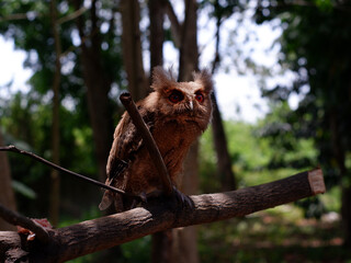 Young Philippine Scops Owl (Otus megalotis), perching on a branch. It is a common owl that is endemic to the Philippines, where they are usually found in forests or along forest edges. Long shots.